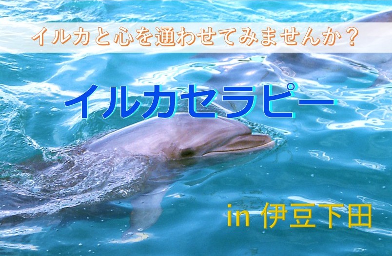 イルカセラピー | アイディアヒューマンサポートサービス