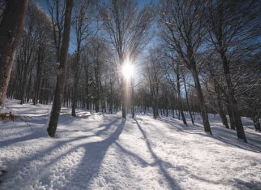 ネイチャーセラピー